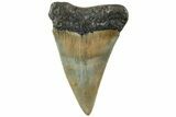 Fossil Broad-Toothed Mako Shark Tooth - North Carolina #235215-1